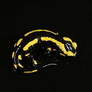 /Vl**so ring production France fire salamander total length 84mm