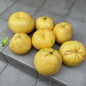 晩白柚(1~1.5kg程度) ×3個 有機無農薬 激安の画像1