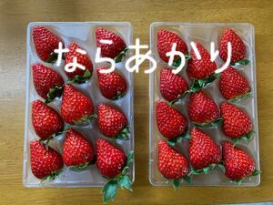 ならあかり　イチゴ プレミアム 鮮度 いちご 苺 奈良県　農家直送　橋本農園　全国いちご選手権