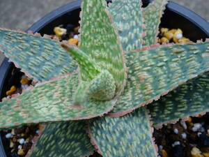 * aloe ' bright Enba -' -1* cactus * many meat 