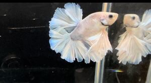  betta King rose tail KR11. fish male own breeding delivery possibility region necessary verification time flight one part repeated .