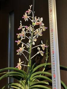 洋蘭　Vanda Lamellta 'okinawa'　SOH-56 