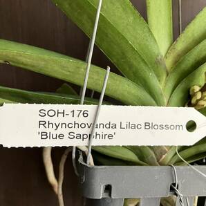 洋蘭 Rhynchovanda Lilac Blossom 'Blue Sapphire' つぼみ付 SOH-176 の画像2