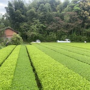 あさぎり紅茶70g2袋 茶農家直売 無農薬・無化学肥料栽培 シングルオリジン 和紅茶の画像5
