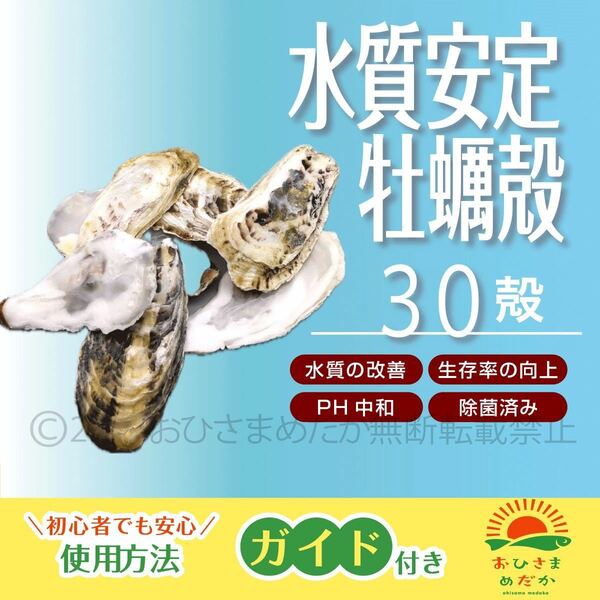 水質改善【牡蠣殻(カキ殻) 30殻】メダカ　アクアリウム用ろ材 牡蠣殻チップ かきがら ろ材 めだか バクテリア金魚 PSB クロレラ