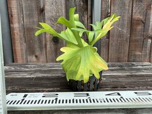  staghorn fern ki tea Koo doP.Mt.Kitshakood 205