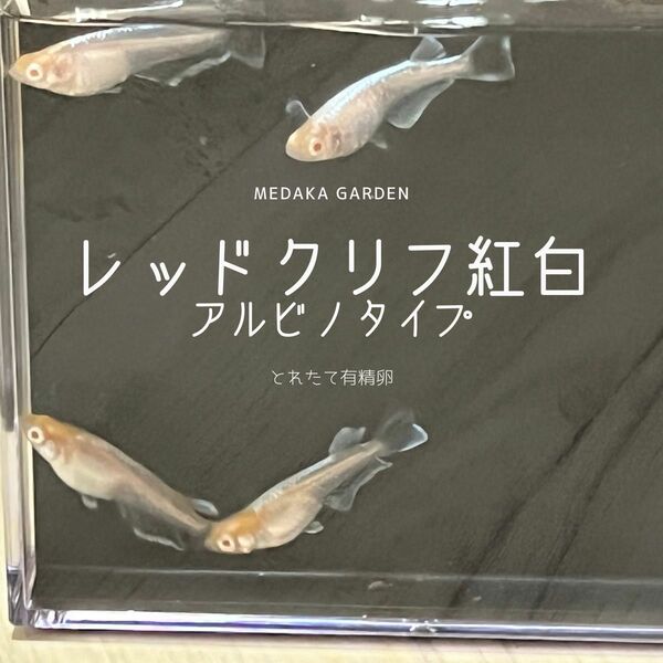 【限定セール】レッドクリフ紅白アルビノタイプ　有精卵12個以上(内保証5個以上)