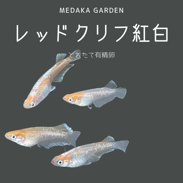 【限定セール！】レッドクリフ紅白　有精卵40個以上(内保証10個以上)