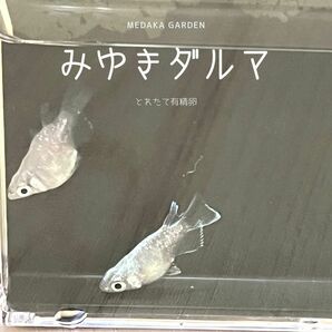 【みゆき祭り！】みゆきだるま　有精卵50個以上(内保証10個以上)