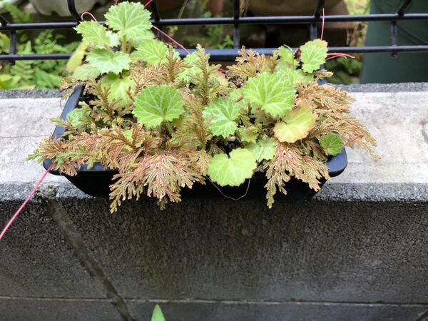 ☆盆栽 盆栽鉢 雪の下 シダ ミックス 園芸 植木 植木鉢 ガーデニング