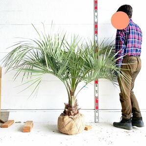 幹太 ココスヤシ 約:130cm 【Butia capitata/シルバーヤシ/シルバーリーフ/ヤシの木/庭木/シンボルツリー/ドラセナ】244447の画像1