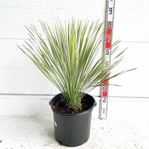 ユッカトンプソニアーナ　約:70cm【Yucca thompsoniana /ヤシの木/観葉植物/耐寒性/南国/ドライガーデン/ユッカ/ロックガーデン 】244450