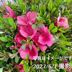 サツキ 玉仕立て 約: 50cm 【さつき/花木/庭木/植木/常緑樹/常緑低木/耐寒性/ピンク/初心者】203059の画像2