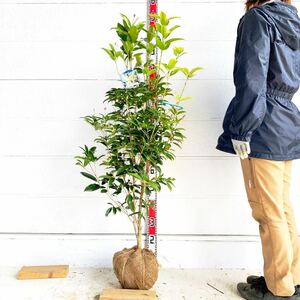 花付き　四季咲きモクセイ　約:120cm【白花/四季咲木犀/四季咲/シキザキモクセイ/生垣/苗木/植木/庭木/ギフト】211169