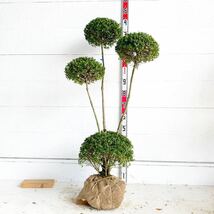 キンメツゲ　3本立ち　約130cm 根巻【トピアリー/玉柘植/柘植/苗木/植木/庭木/生垣/垣根/目隠し】119444_画像1