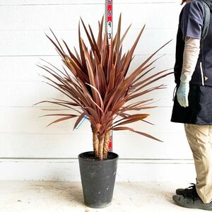  red dracaena 3ps.@.. approximately 110cm [ stock .. cocos nucifera. tree here s cocos nucifera gardening odour shu Rolland koru Gigli ne red Star ]248457