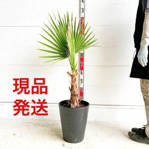 Мыть тонна пальмы приблизительно: 100 см [Дерево символа сада Dracena Ueki Coco спокойное садоводство Shuroran] 244462