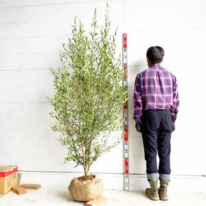  re-arrival olive .... approximately 220cm [ root volume symbol tree hutch -.] 048226