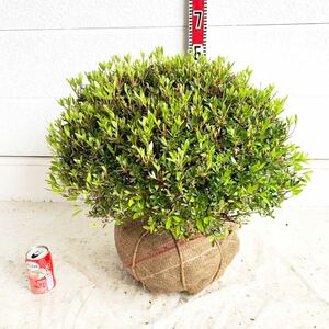 サツキ　玉仕立て　約: 50cm 【さつき/花木/庭木/植木/常緑樹/常緑低木/耐寒性/ピンク/初心者】203067