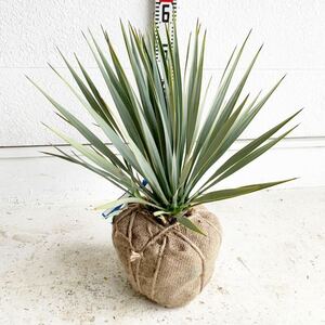 株立ち？ユッカロストラータ　約:40cm【Yucca rostrata /ヤシの木/観葉植物/耐寒性/南国/ドライガーデン/ユッカ/ロックガーデン 】244463