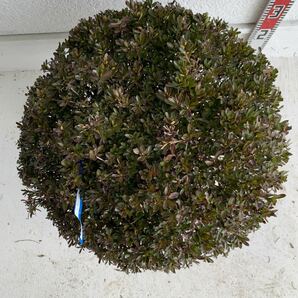 サツキ 玉仕立て 約: 50cm 【さつき/花木/庭木/植木/常緑樹/常緑低木/耐寒性/ピンク/初心者】203059の画像5