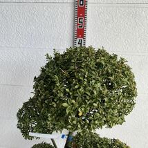 キンメツゲ　散らし　約130cm 根巻【トピアリー/玉柘植/柘植/苗木/植木/庭木/生垣/垣根/目隠し】119445_画像5