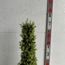 キンメツゲ　円錐形　約160cm 根巻【トピアリー/玉柘植/柘植/苗木/植木/庭木/生垣/垣根/目隠し】119449_画像6