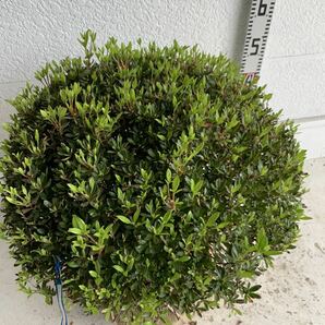 サツキ 玉仕立て 約: 50cm 【さつき/花木/庭木/植木/常緑樹/常緑低木/耐寒性/ピンク/初心者】203065の画像8