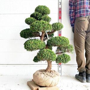 仕立て物　真柏　約100cm【シンパク/盆栽/苗木/植木/庭木/生垣/根巻/庭園/日本庭園】219129