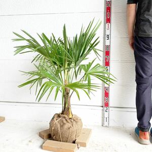 和シュロ　約:90cm 【耐寒ヤシ/ Trachycarpus wagnerianu/唐棕櫚/シュロ/庭木/棕櫚ヤシ】244465