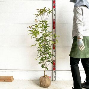 紅花キンモクセイ フレグランスレッド 約:120cm 【シンボルツリー 生垣 目隠し 庭木 常緑樹】119593