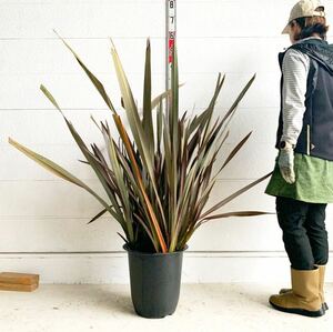 ニューサイラン　約120cm 【New zealand flax/シンボルツリー/観葉植物/観葉/ドラセナ】417102