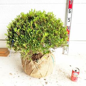 サツキ 玉仕立て 約: 50cm 【さつき/花木/庭木/植木/常緑樹/常緑低木/耐寒性/ピンク/初心者】203065の画像1