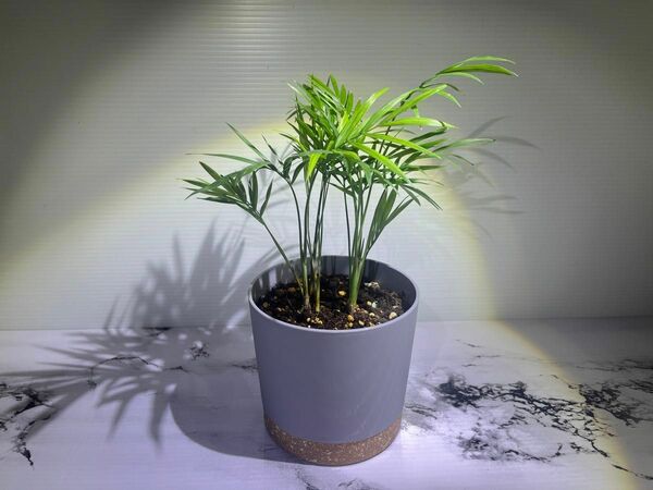 観葉植物｜テーブルヤシ｜１８センチ