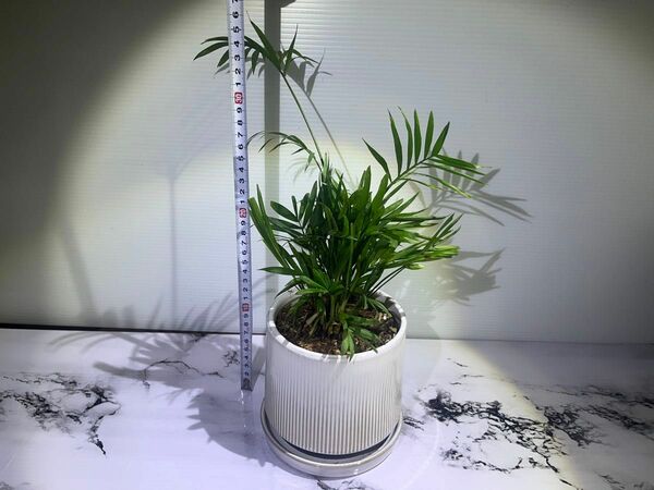 観葉植物｜テーブルヤシ｜20センチ