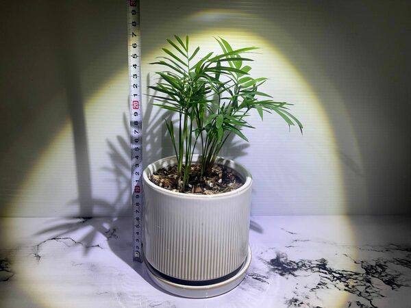 観葉植物｜テーブルヤシ｜１５センチ