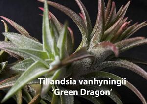 チランジア Tillandsia バンハイニンギー グリーンドラゴン　エアープランツ エアプランツ ティランジア セール