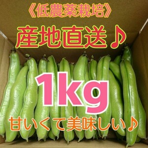 和歌山県産 低農薬 露地栽培秀品Ｌサイズ そら豆　1kg