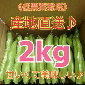 和歌山県産 低農薬 露地栽培秀品Ｌサイズ そら豆 2kg