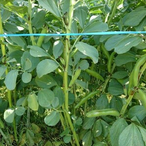 和歌山県産 低農薬 露地栽培秀品Ｌサイズ そら豆 2kgの画像3