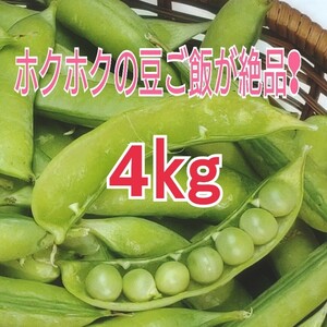 【まもなく最終出品】和歌山県産 低農薬 露地栽培秀品Ｌサイズ 紀州うすい豆4kg