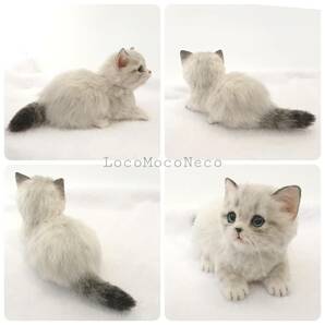 LocoMocoNeco 羊毛フェルト 猫 マンチカンの子猫 (スフィンクス座り) ハンドメイド リアル ドール インテリア ろこもこねこの画像10