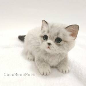 LocoMocoNeco 羊毛フェルト 猫 マンチカンの子猫 (スフィンクス座り) ハンドメイド リアル ドール インテリア ろこもこねこ