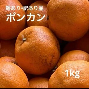 訳あり　ポンカン　1kg