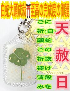 天赦日ご祈祷済み】5つ葉 脱け殻 メモリーオイル 白蛇の抜け殻 キーホルダー 金箔 本物 五つ葉のクローバー 最強の白蛇のお守り 財布 23