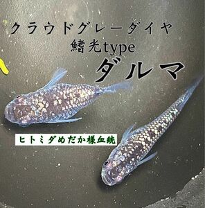 《ヒトミダめだか様血統》クラウドグレーダイヤ鰭光type 雌ダルマ体型・雄普通体型の有精卵20+a