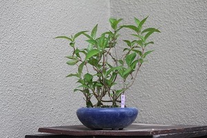 山紫陽花・紫紅梅の５寸プラ鉢植え。