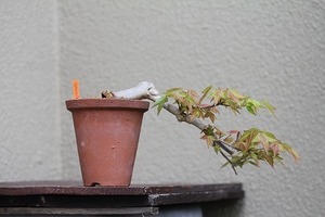  Tang клён. shohin bonsai.