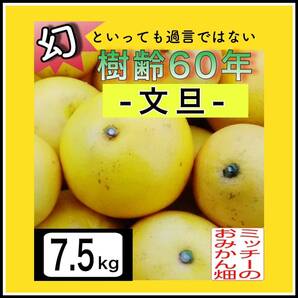 【四国 九州 本州のお客様用】《訳あり》ぶんたん 土佐文旦 フルーツ果物くだもの果実みかん柑橘《文旦／えひめ産》の画像1