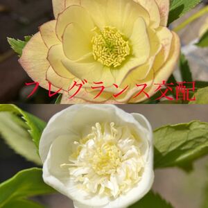 33 イエローピコティフレグランス ×sd小輪カップ咲ホワイトゴールドフレグランス クリスマスローズ 苗
